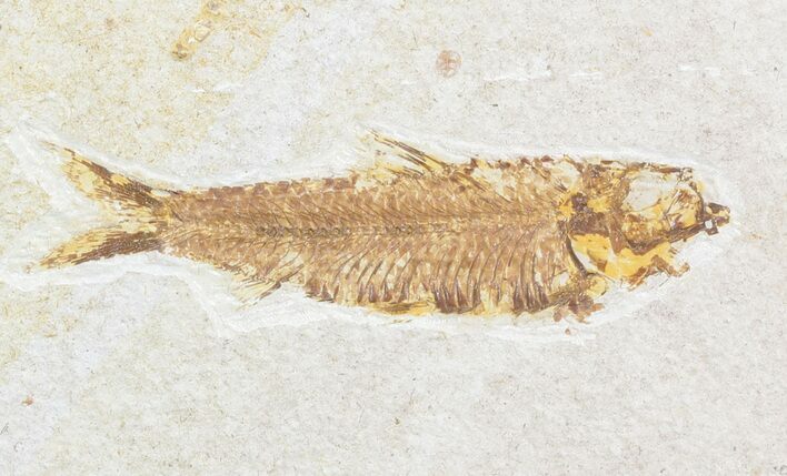 Bargain Knightia Fossil Fish - Wyoming #47882
